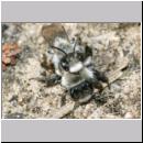 Andrena vaga - Weiden-Sandbiene -11- 10.jpg